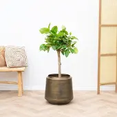 Green bubble Ficus Altissima Variegata - 100cm