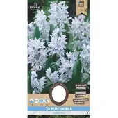 Florex Puschkinia Libanotica 5/6 30 stuks