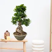 Green bubble Ficus Microcarpa Ginseng - 85 cm