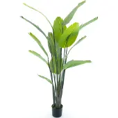 Nova Nature Strelitzia palm in pot 187cm |