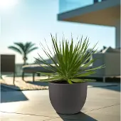 Green bubble Dracaena Draco - 70cm