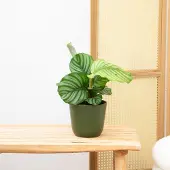 Green bubble Calathea Orbifolia - 40cm