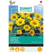 Buzzy 3 stuks - Buzzy - Sunny flowers pacino gold
