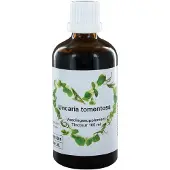Therapeutenwinkel Uncaria tomentosa