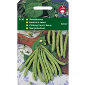 Intratuin Groentezaad (Phaseolus Vulgaris 'Rakker')