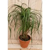Warentuin Collection Olifantspoot 50 cm Beaucarnea recuvata gedeelde stam Kamerplant
