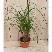 Warentuin Collection Olifantspoot 30 cm Beaucarnea klein Kamerplant recuvata gedeelde stam