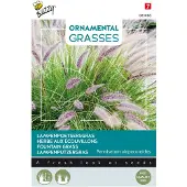 Buzzy Ornamental Grasses, Pennisetum alopecuriodes