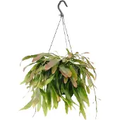 Green bubble Rhipsalis Red Coral hangplant - 25 cm