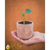 Grow Your Ownn Monstera Deliciosa Kamerplant Kweekset - Kweek je eigen Monstera gatenplant -