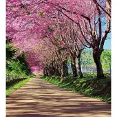 Dimex Fotobehang - Blossom Alley 225x250cm - Vliesbehang