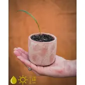 Grow Your Ownn kweekset - Phoenix Roebelenii (Dwergdadelpalm) - Kamerplant Kweekset