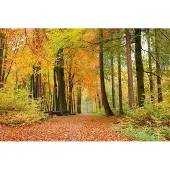Blokker Dimex Autumn Forest Vlies Fotobehang 375x250cm 5-banen