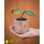 Grow Your Ownn kweekset - Strelitzia Nicolai (Paradijsvogelbloem) - Kamerplant Kweekset