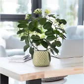 Maxifleur Kunstplanten Stephanotis kunstplant 40cm
