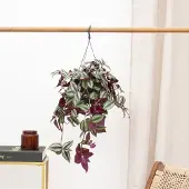 Green bubble Tradescantia Zebrina Violet hangplant - 25 cm