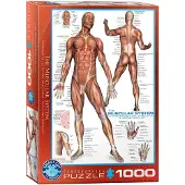 Eurographics The Muscular System Puzzel (1000 stukjes)