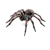 Papo - Gewone spin figuur