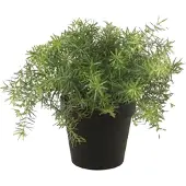 Emerald Asparagus bush 10 cm lt green in black pot 9.5 cm