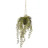 Intratuin Kunsthangplant Peperomia H 78 Cm