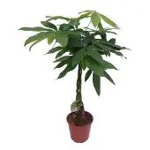 Intratuin Geldboom (Pachira Aquatica) D 19 H 90 Cm