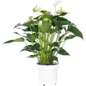 Intratuin Flamingoplant (Anthurium Andreanum 'White Champion') D 14 H 50 Cm