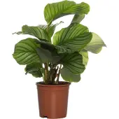 Intratuin Calathea (Calathea Orbifolia) D 14 H 50 Cm
