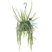 Intratuin Bladcactus In Hangpot (Lepismium Bolivianum) D 17 H 40 Cm