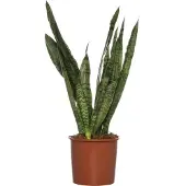 Intratuin Vrouwentong (Sansevieria Zeylanica) D 14 H 50 Cm