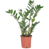 Intratuin Zamioculcas (Zamioculcas Zamiifolia) D 14 H 50 Cm