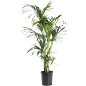 Intratuin Kentiapalm (Howea Forsteriana) D 24 H 140 Cm