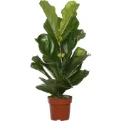 Intratuin Vioolbladplant (Ficus Lyrata) D 17 H 65 Cm