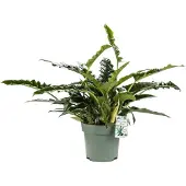 Beautanic Lifestyle Philodendron (Philodendron 'Rambo') D 27 H 65 Cm