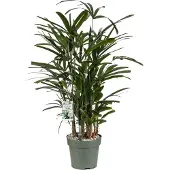 Beautanic Lifestyle Bamboepalm (Rhapis Excelsa) D 24 H 90 Cm