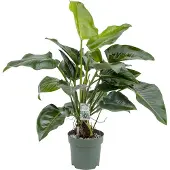 Beautanic Lifestyle Philodendron Green Beauty II Potmaat 30 H110-120 kamerplant