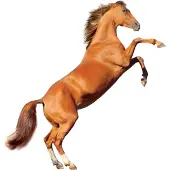 VAN IKKE Muursticker Stijgerend Paard XL