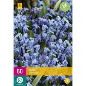 Jub holland - bloembollen - Scilla siberica - maat 7/8 - 50 stuks