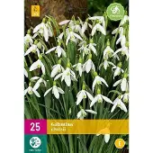 Jub holland - bloembollen - Galanthus elwesii - maat 5/6 - 25 stuks