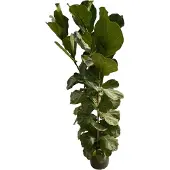 123flora.nl Ficus Lyrata struik - 180 cm - Ø30