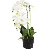 Noach Outdoor Phalaenopsis 5-tak - 68 cm