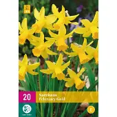 Jub holland - bloembollen - Narcissen February Gold - maat 10/12 - 20 stuks