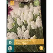 JUB - Muscari White magic