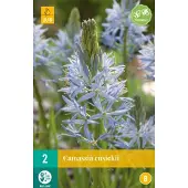 JUB - Camassia cusickii