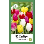 Jub holland - bloembollen - Tulpen Triumph mix - maat 11/12 - 50 stuks - Voordelige keuze