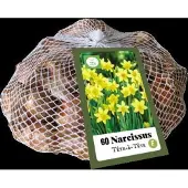 Jub holland - bloembollen - Narcissen Téte-à-Téte - maat 10/11 - 50 stuks - populaire keuze