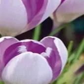 JUB - Crocus Vanguard