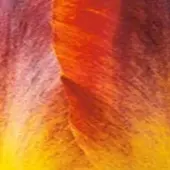 JUB - Tulipa Amberglow