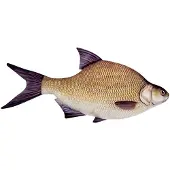 Energoteam Bream 74016473 Pillow Goud