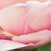 JUB - Tulipa Tabledance