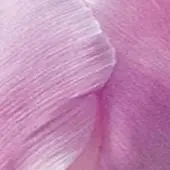 JUB - Tulipa Candy Prince